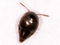 Cypha longicornis